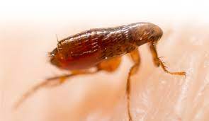 A good indicator of the strength of the job market. Flea Treatment Applied Pest Management
