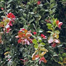 Image result for Cryptocarya liebertiana