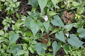 Image result for Merremia