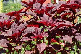Maybe you would like to learn more about one of these? Amaranth Cultivation Information Guide Agri Farming