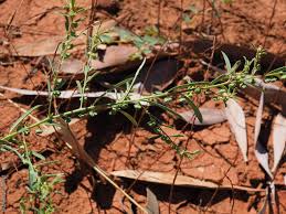 Image result for Phyllanthus maderaspatensis