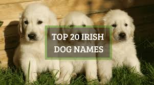 The french bulldog had gradually become a household name in paris particularly among the fashionable female class. Top 20 Irish Dog Names Both Male And Female