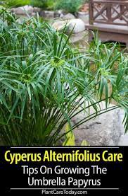 Pin On Best Of Plantcaretoday