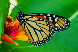 They've also infatuated many in our amazing community of photographers, and unsplash has a collection of butterfly images that's unparalleled in quality. Free Stock Photo Of Monarch Butterfly Download Free Images And Free Illustrations
