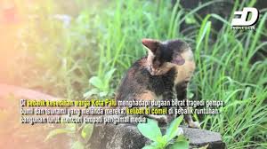 Diploma kejururawatan daripada kolej kejururawatan kementerian kesihatan malaysia yang diiktiraf oleh kerajaan serta telah berdaftar dengan lembaga jururawat malaysia atau kelayakan yang diiktiraf setaraf dengannya. Bernama 16 Anggota Apm Sertai Misi Bantuan Kemanusiaan Di Palu