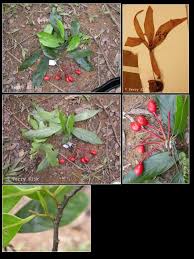 Image result for Monoon