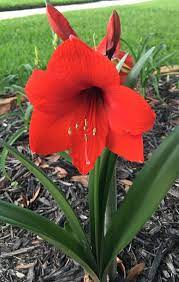 Red Ferrari Amaryllis Beautiful Flowers Garden Red Amaryllis Flower Garden