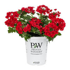 Image result for Vepris mendoncana