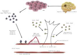 Image result for Angiogenesis