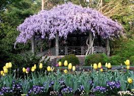 Designing Domesticity May 2012 Backyard Pergola Beautiful Gardens Dream Garden