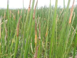 Image result for Eleocharis caduca