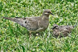 Have You Ever Seen A Baby Pigeon Little Peckers