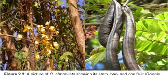 Image result for Cassia abbreviata