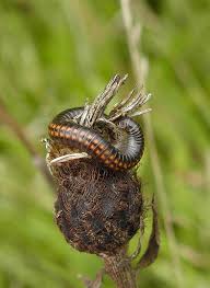 Black And Yellow Striped Millipede Striped Millipede Millipede Creepy Crawlies Centipede