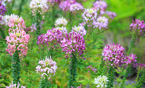 Image result for Cleome