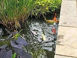 The leaves are covered with hairs that repel water and keep it from sinking. Planting A Pond Australian Handyman Magazine