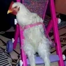 cursed images | This is my son | Instagram