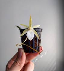 Image result for Aerangis appendiculata