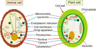 Check spelling or type a new query. Organisms Populations And Ecosystems Biology Boost