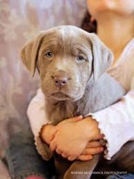 Our puppies are highly desired and sometimes it can be a bit of a wait. Chocolate Silver Lab Puppies For Sale In Gaston Oregon Animals Nstuff