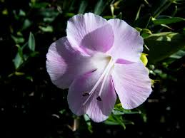 Image result for Barleria holubii