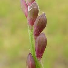 Image result for Entolasia