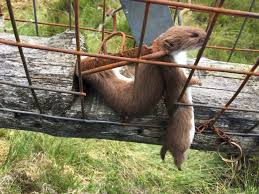 That big loop you created is the snare. Snaring Trapping