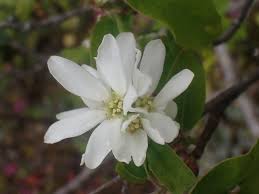Image result for Amelanchier alnifolia