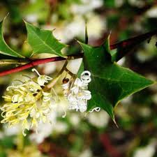 Image result for Grewia monticola