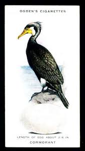 Birds And Their Eggs Pictures Pin On Ptaki