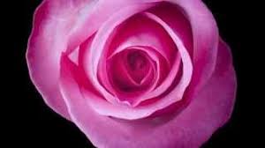 Our mother's day flowers glow with a luminosity deserving of such a special day. M S Flowers Mother S Day Flowers Tv Ad 2015 Youtube