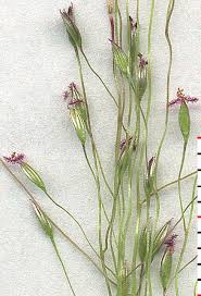 Image result for Carex cognata