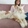 The maine coon cat is a large, fluffy, friendly cat. Https Encrypted Tbn0 Gstatic Com Images Q Tbn And9gct4zwe38qqzmfbx5vao249eyfau Wvogjbvi Fkaeq Rk7d6nax Usqp Cau