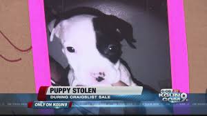 Bred for temperament with wonderful proven pedigrees. Man Steals Puppy From Woman During Craigslist Sale Youtube
