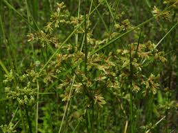 Image result for Cyperus tenuispica