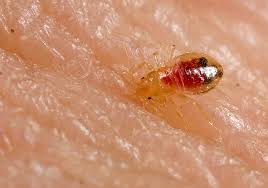 There are several ways of reducing the chances of getting bites, while the. Bed Bug