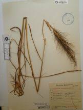 Image result for Sorghastrum stipoides