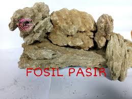 Batuan sedimen adalah batuan yang terbentuk karena adanya penyatuan dan pembatuan dari transportasi merupakan peristiwa pengangkutan material sedimen dari satu tempat ke tempat lain contoh jenis batuan sedimen klastik: Batu Fosil Pasir Aquascape 1 Kg Lazada Indonesia
