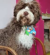 The term first appeared in 1955 but was not popularized until 1988, when a member of the. Churchill S Australian Labradoodles Planned Litters