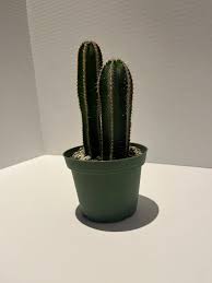 Image result for Lophocereus marginatus