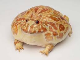 カエル 博物館 関西