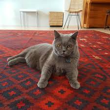 Image result for British shorthair