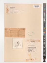 Image result for Tristicha trifaria