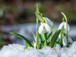Formed in 2015 by mathieu gabry and christine ott, snowdrops draw from a unique combination of contemporary classical, jazz, electronic music and film score. How To Grow And Care For Snowdrops Lovethegarden