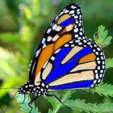 Image result for pics butterflies