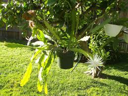 The nature of the island of tenerife. Epiphyllum Hookeri Subsp Guatemalense World Of Succulents Plants Succulents Shade Garden