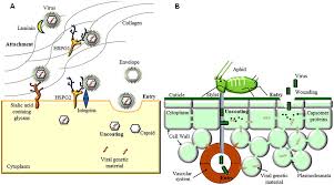 The advantage of having a cell wall is, it is primarily made up of cellulose, a tough substance that provides great protection from external injuries. Frontiers Extracellular Matrix In Plants And Animals Hooks And Locks For Viruses Microbiology