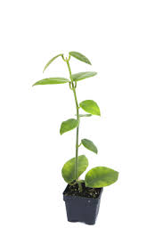 Hoya monette (dense hair leaf) (coronaria x lauterbachii) 531. Giant Wax Plant Hoya Lauterbachii Buy Online In Aruba At Aruba Desertcart Com Productid 155395625