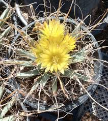 Image result for Saintpauliopsis lebrunii