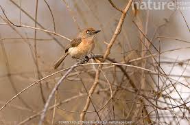 Image result for Newtonia